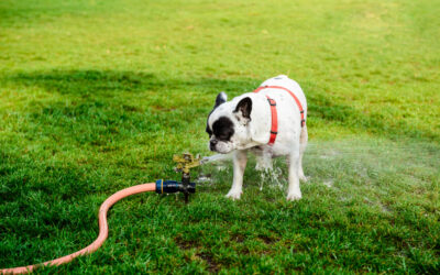Basic Garden Hose Leak Repairs